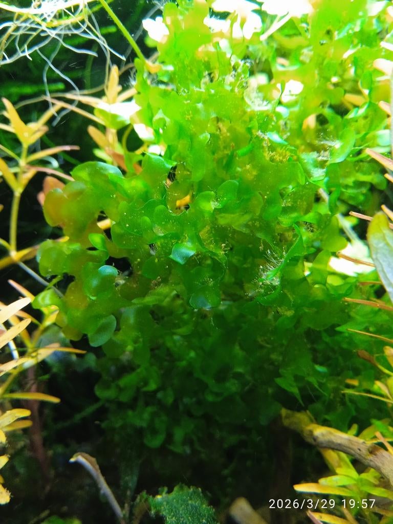 Aquarium mos levermos gegarandeerd slakvrij, Dieren en Toebehoren, Vissen | Aquaria en Toebehoren, Ophalen, Plant(en), Steen of Hout