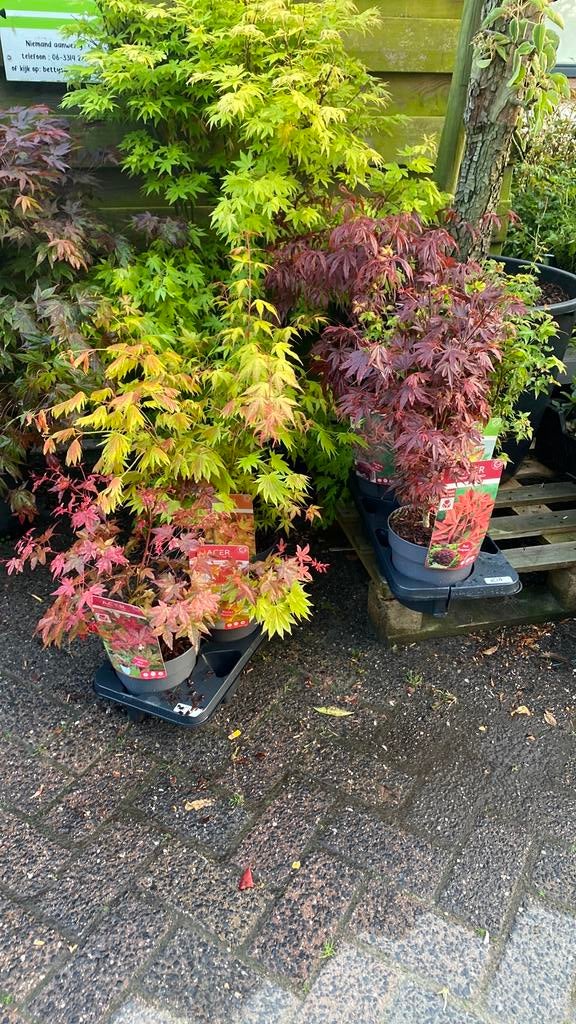 Diverse Japanse esdoorns - Prachtige kleuren!, Vaste plant, Bloeit niet, Halfschaduw, Ophalen
