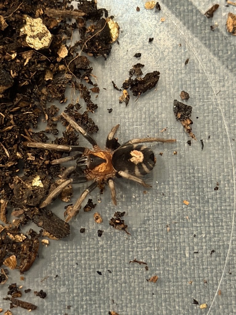 Trinidad Dwarf Tarantula (Cyriocosmus elegans) + terrarium, Dieren en Toebehoren, Spin of Schorpioen