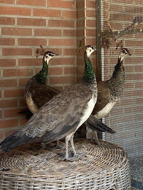 3 prachtige pauw hennen, Vrouwelijk, Kip