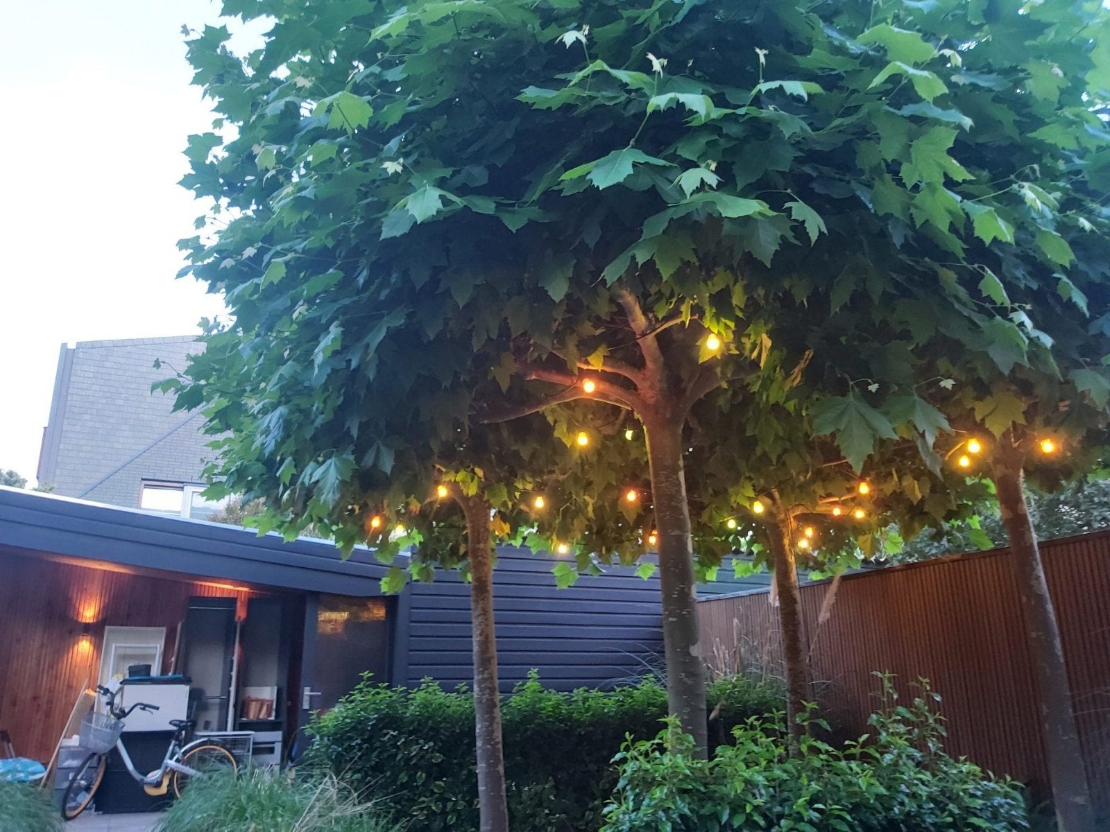 dakplatanen 4, Tuin en Terras, Ophalen, Bloeit niet, Overige soorten, 100 tot 250 cm