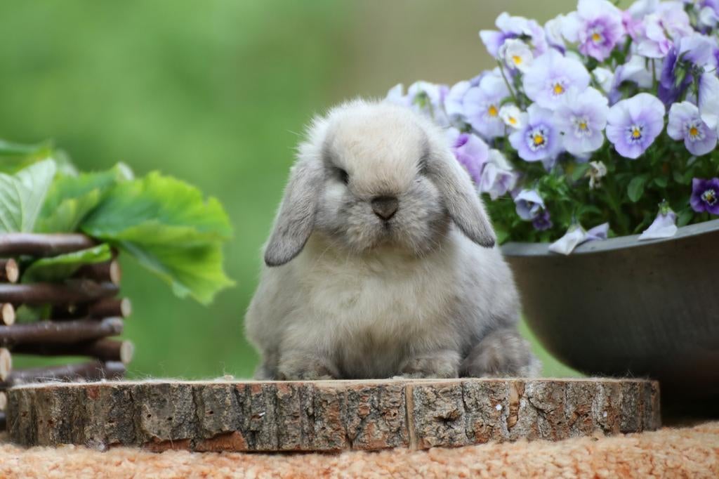 Raszuivere kleine minilop konijnen beschikbaar, Dieren en Toebehoren, Konijnen, Meerdere dieren, Dwerg, Hangoor, 0 tot 2 jaar