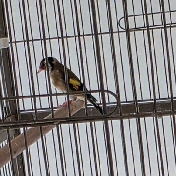 parva putter Pop 2025, Dieren en Toebehoren, Vrouwelijk, Wildzangvogel