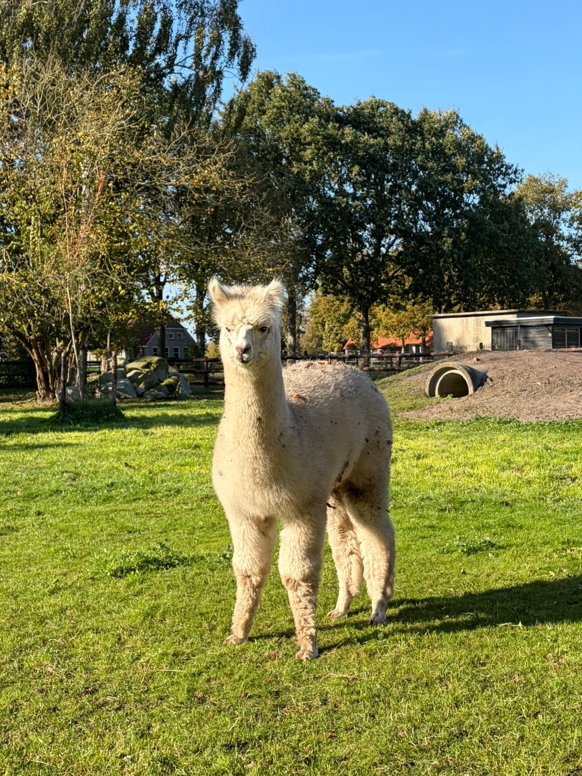 Drachtige Alpaca met merrie veulen, Dieren en Toebehoren