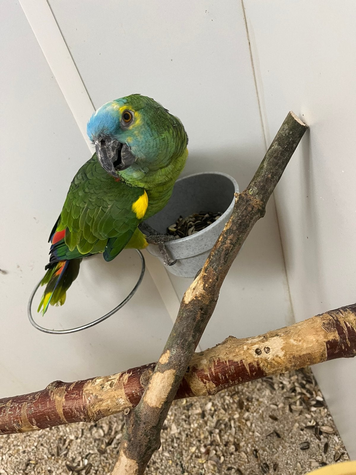Blauwvoorhoofd amazone, Dieren en Toebehoren, Vogels | Parkieten en Papegaaien, Mannelijk, Papegaai