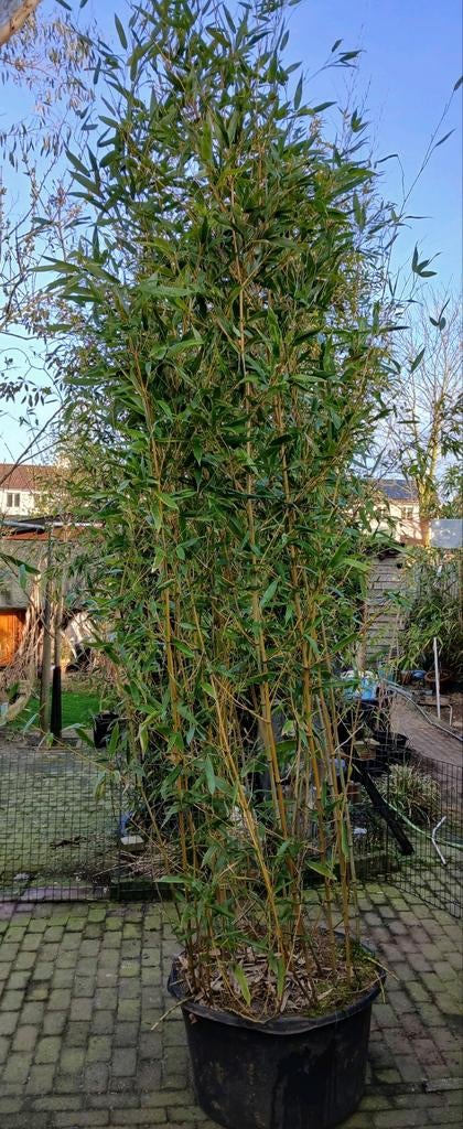 ✅️ Diverse Bamboe 3 à 4m. hoog klein en groot blad in bak, Bloeit niet, Overige soorten, 250 tot 400 cm, Ophalen