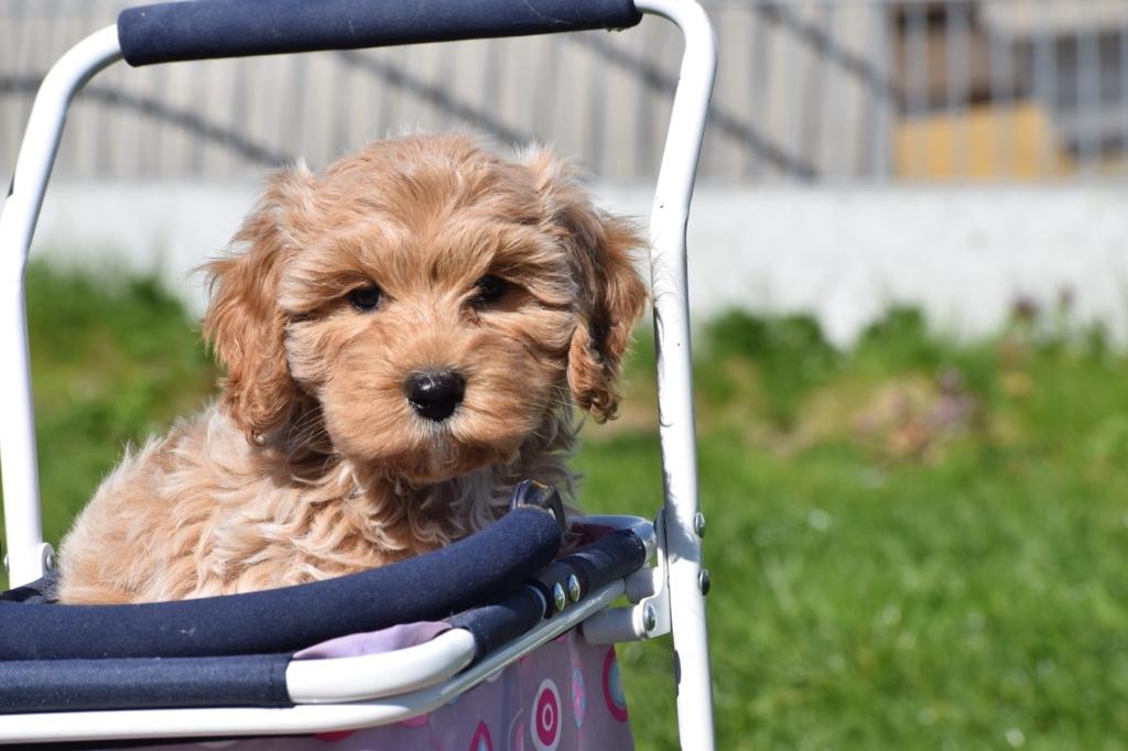 Cockapoo pups, Dieren en Toebehoren, Honden | Niet-rashonden, 15 weken tot 1 jaar, Buitenland, Parvo, Meerdere