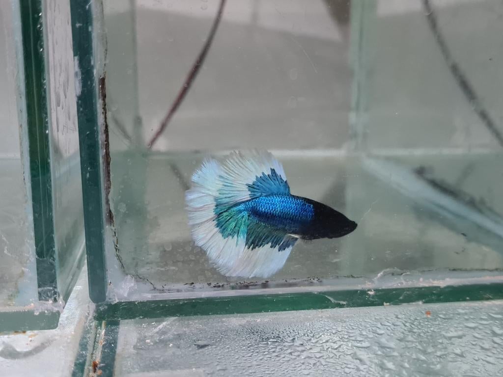 Betta splendens super delta kempvis man, Dieren en Toebehoren, Vissen | Aquariumvissen, Vis, Zoetwatervis