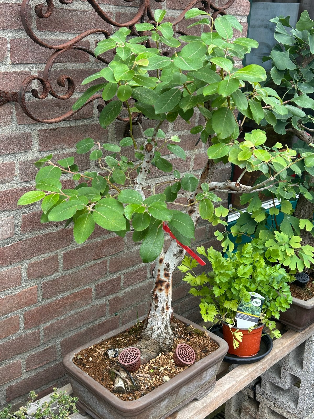 Grote Salix caprea ( boswilg ) bonsai, Vaste plant, Bloeit niet, Halfschaduw, Ophalen