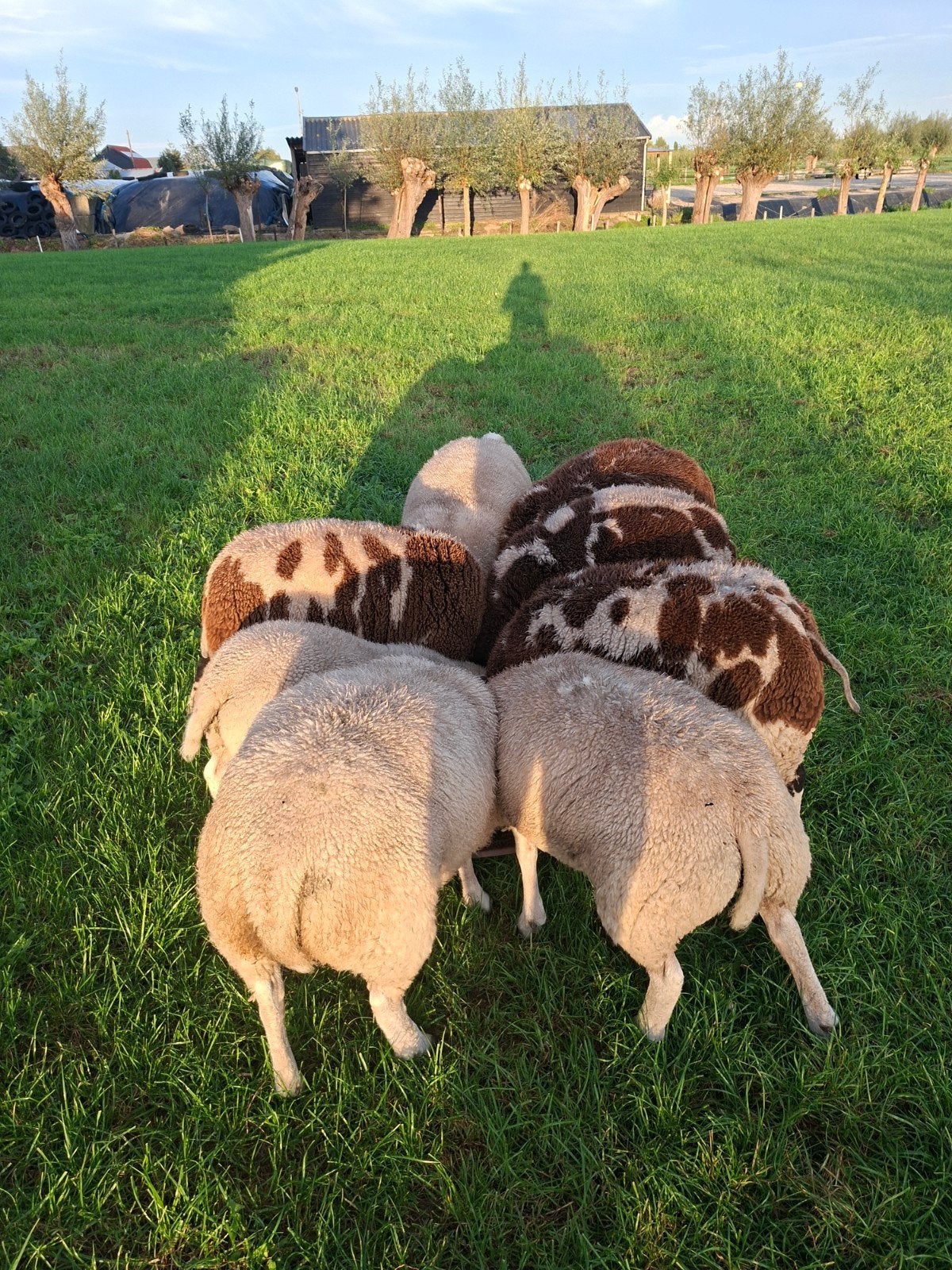 jonge ooi lammeren, Vrouwelijk, Schaap