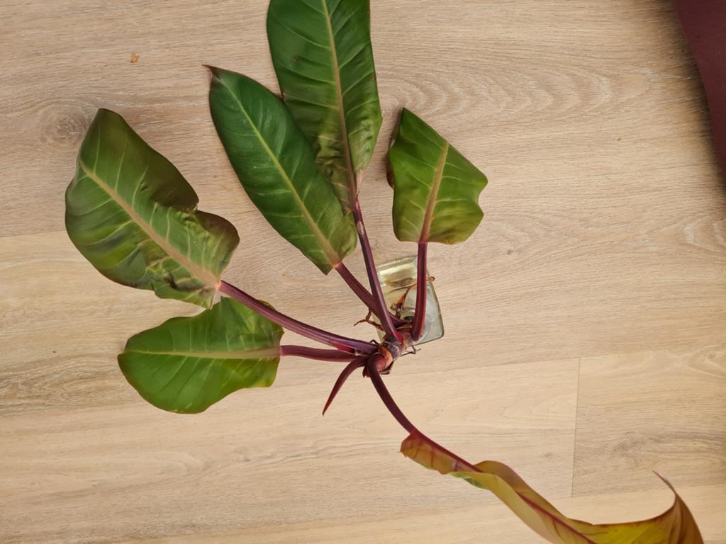 Philodendron Prince of Orange stek, Huis en Inrichting, Kamerplanten, Ophalen of Verzenden, Halfschaduw, Minder dan 100 cm