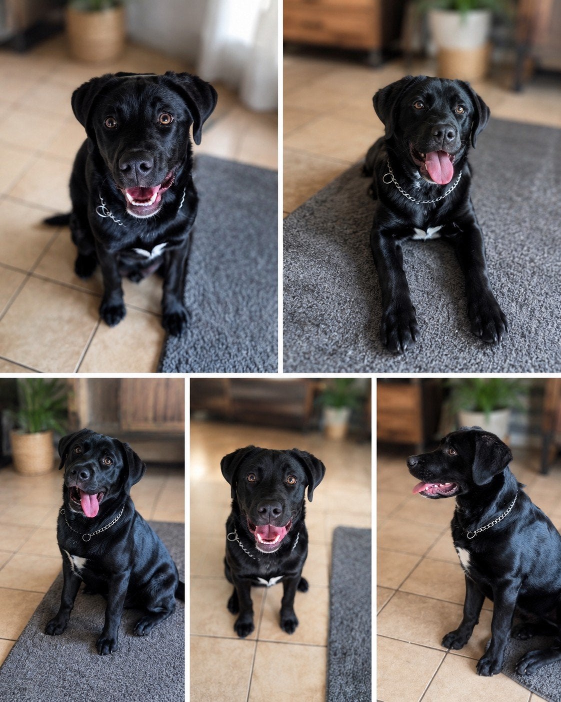 Lieve Labrador x Australian Shepherd pup zoekt een warm thui, 15 weken tot 1 jaar, Teef, Labrador retriever, Eén hond