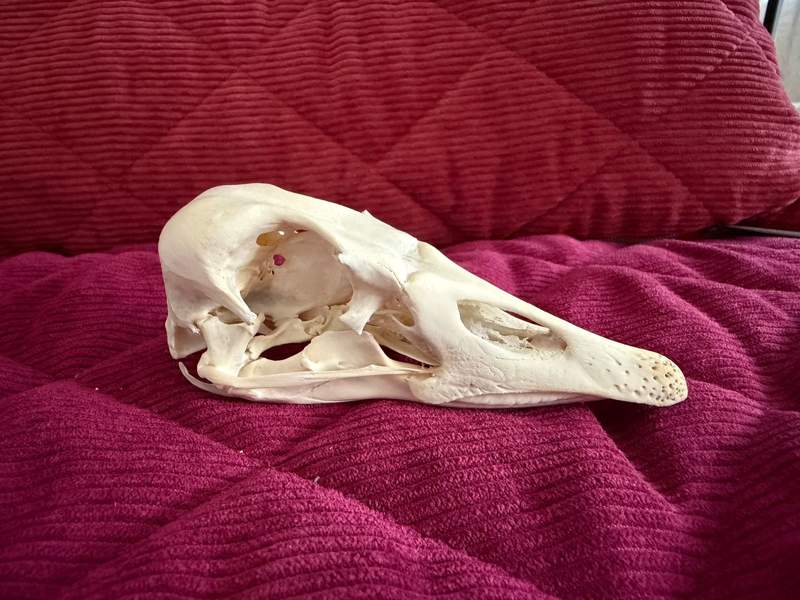 Schedel Tamme Gans, Verzamelen, Ophalen of Verzenden, Zo goed als nieuw, Vogel, Schedel