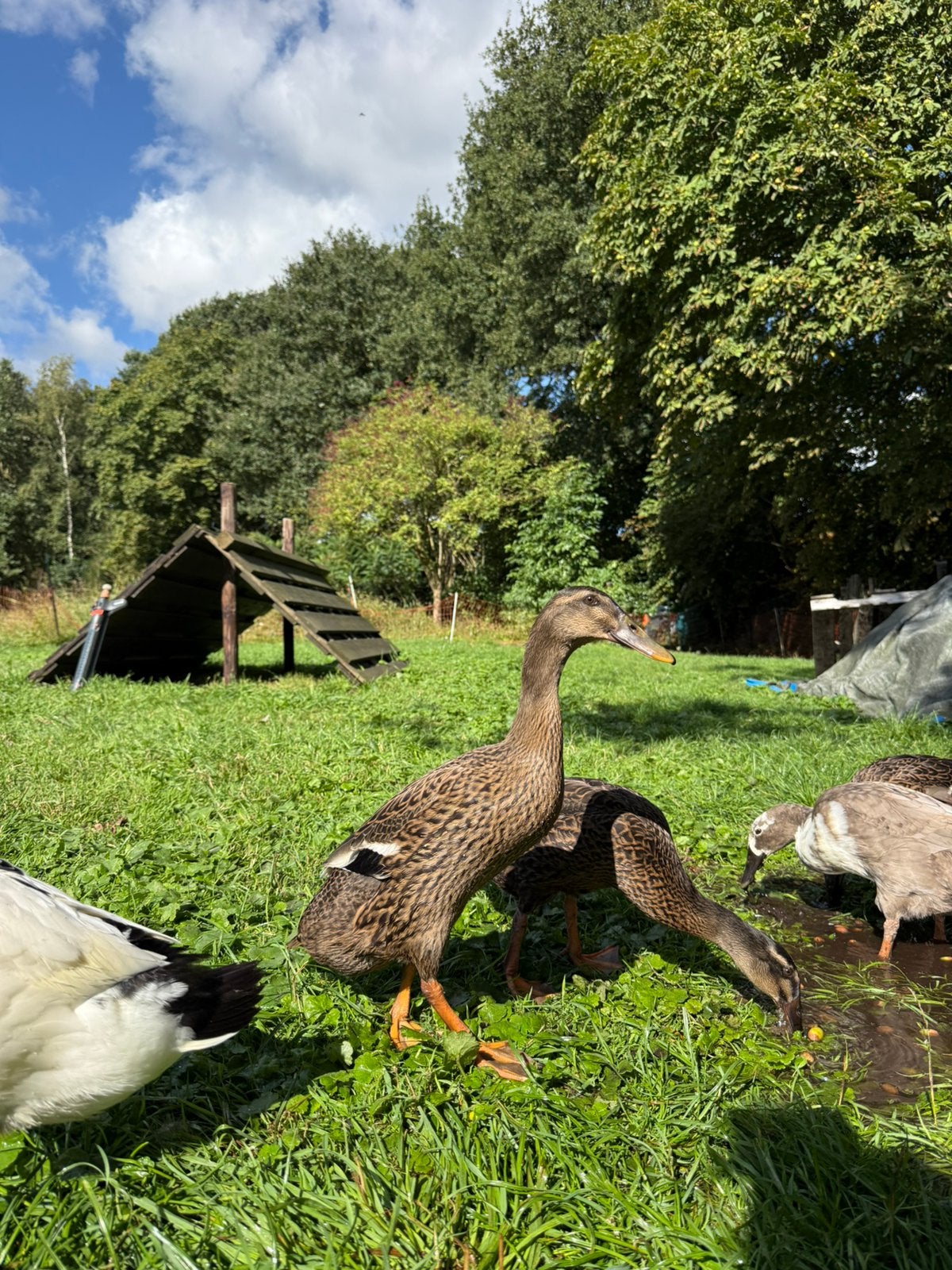 3 vrouwelijke indische loopeenden, Dieren en Toebehoren, Vrouwelijk, Eend