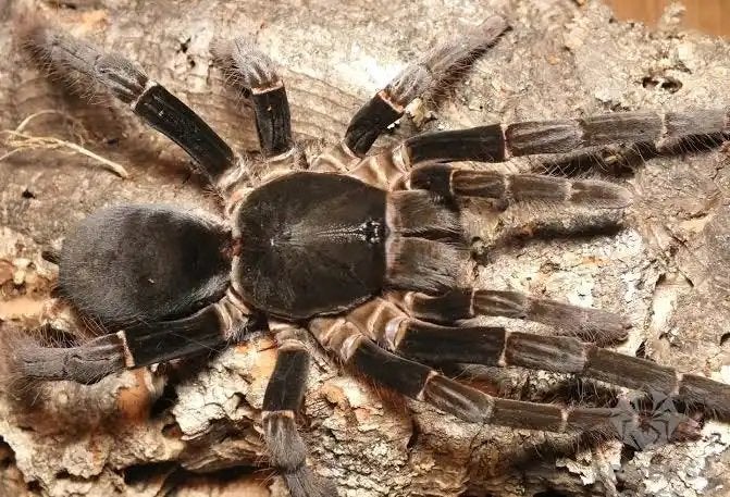 Hysterocrates gigas 1-2 cm, Spin of Schorpioen