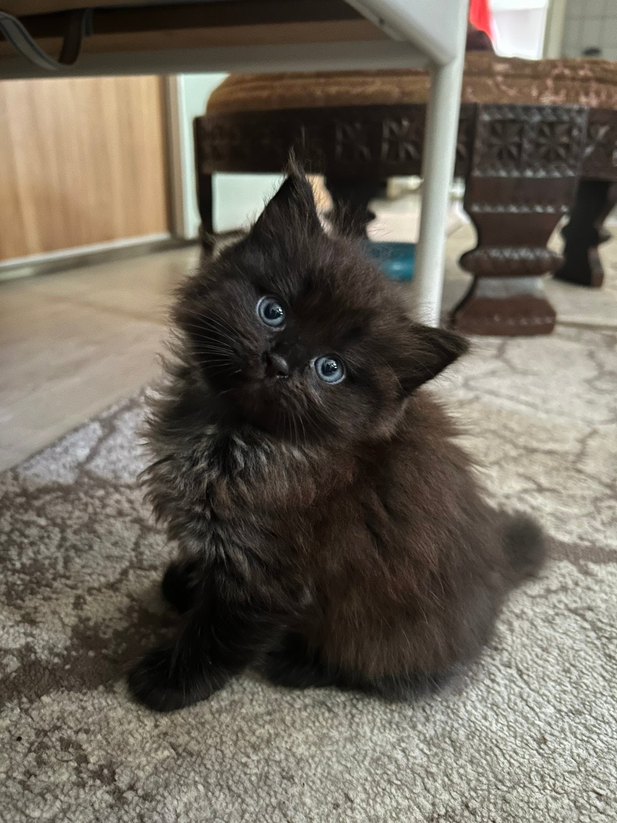 2 kittens te koop! Ophalen in Bergeijk zie beschrijving, Meerdere dieren, Kortharig, 0 tot 2 jaar