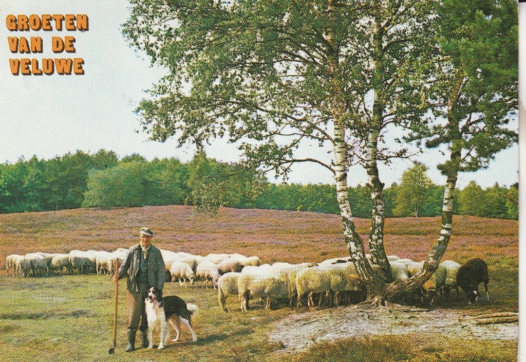 Groeten van de Veluwe 1981, Ophalen of Verzenden, 1980 tot heden, Gelopen, Gelderland