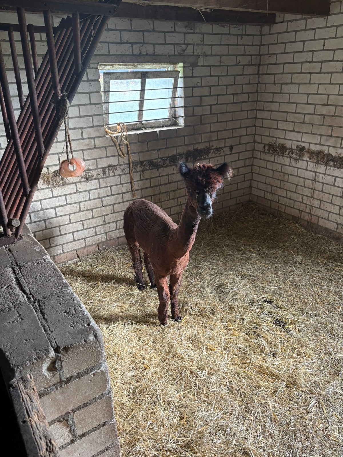 Alpaca hengst eventueel te huur, Mei, Mannelijk