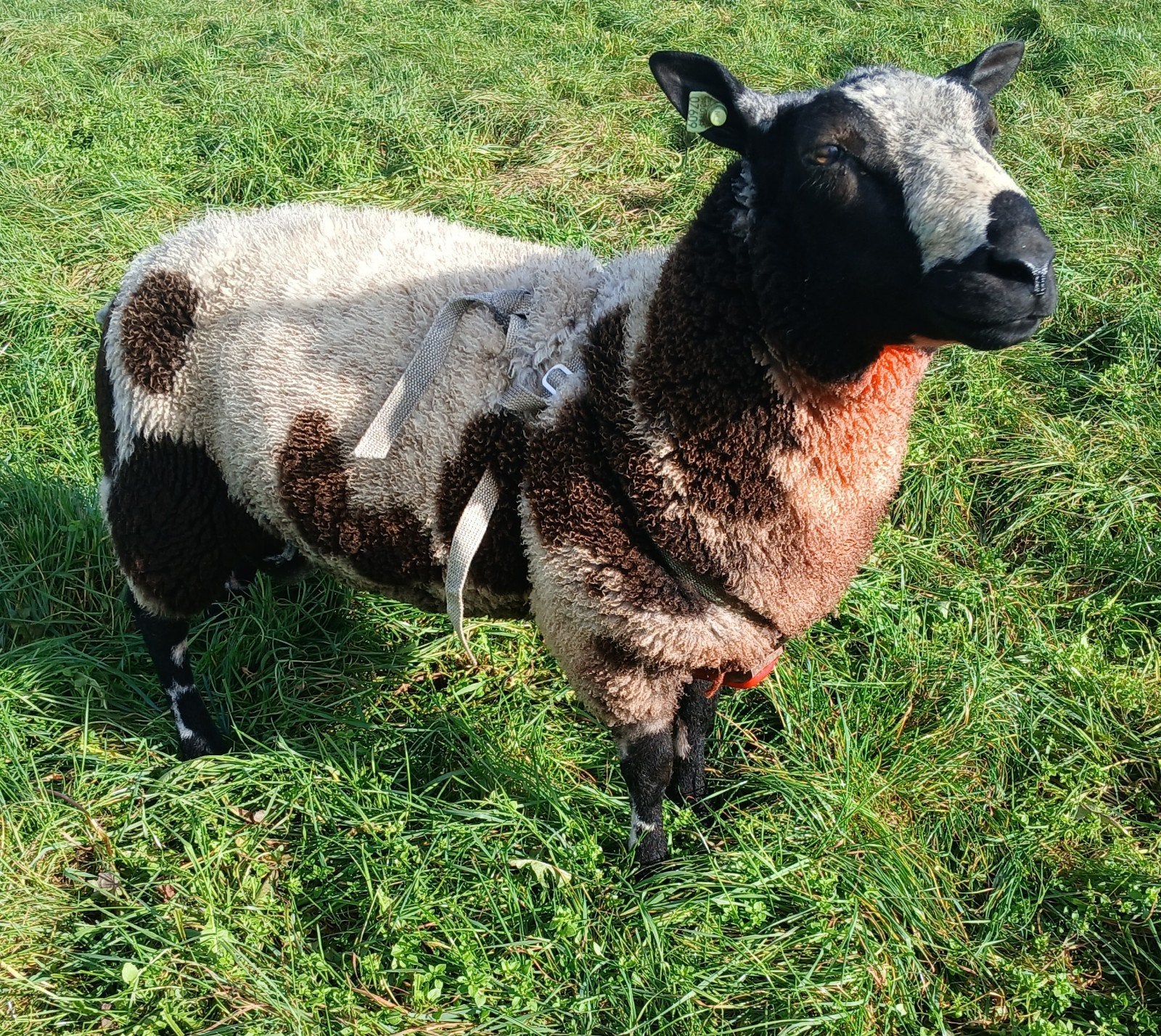 1.5 Jarige stamboek bonte ram te koop, Dieren en Toebehoren, Mannelijk, Schaap