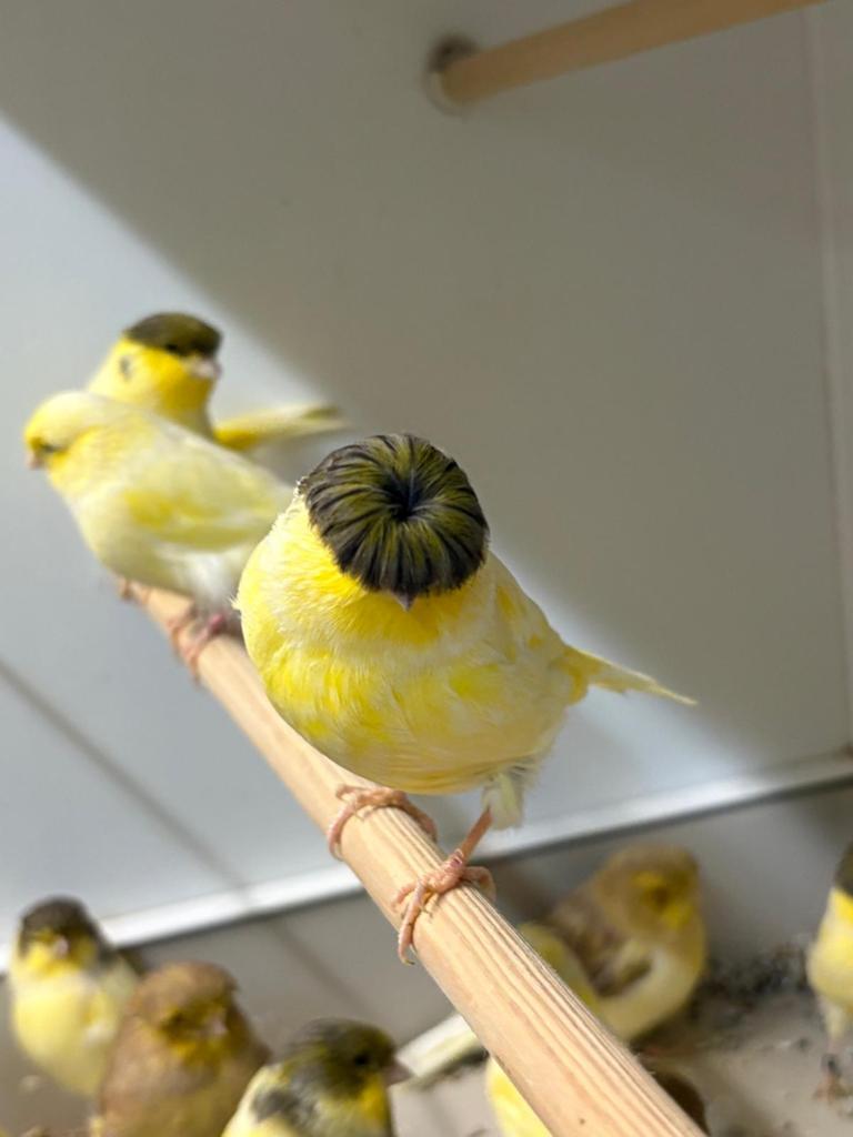 Gevraagd kleur en postuur kanaries, Dieren en Toebehoren, Meerdere dieren, Kleurkanarie