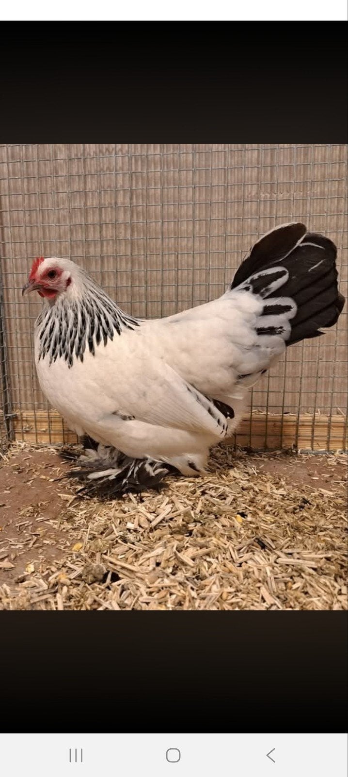 gezocht broedeieren sabelpootkriel, Meerdere dieren, Kip