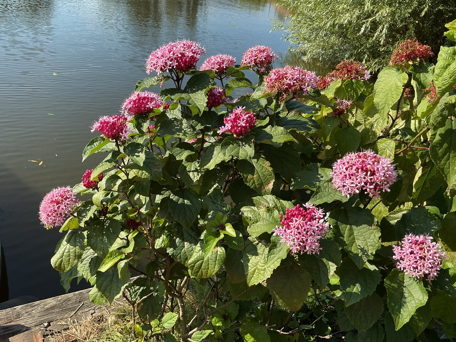 Pindakaasplant (Clerodendrum bungei) - Prachtige bloeier, Volle zon, Vaste plant, Zomer, Ophalen