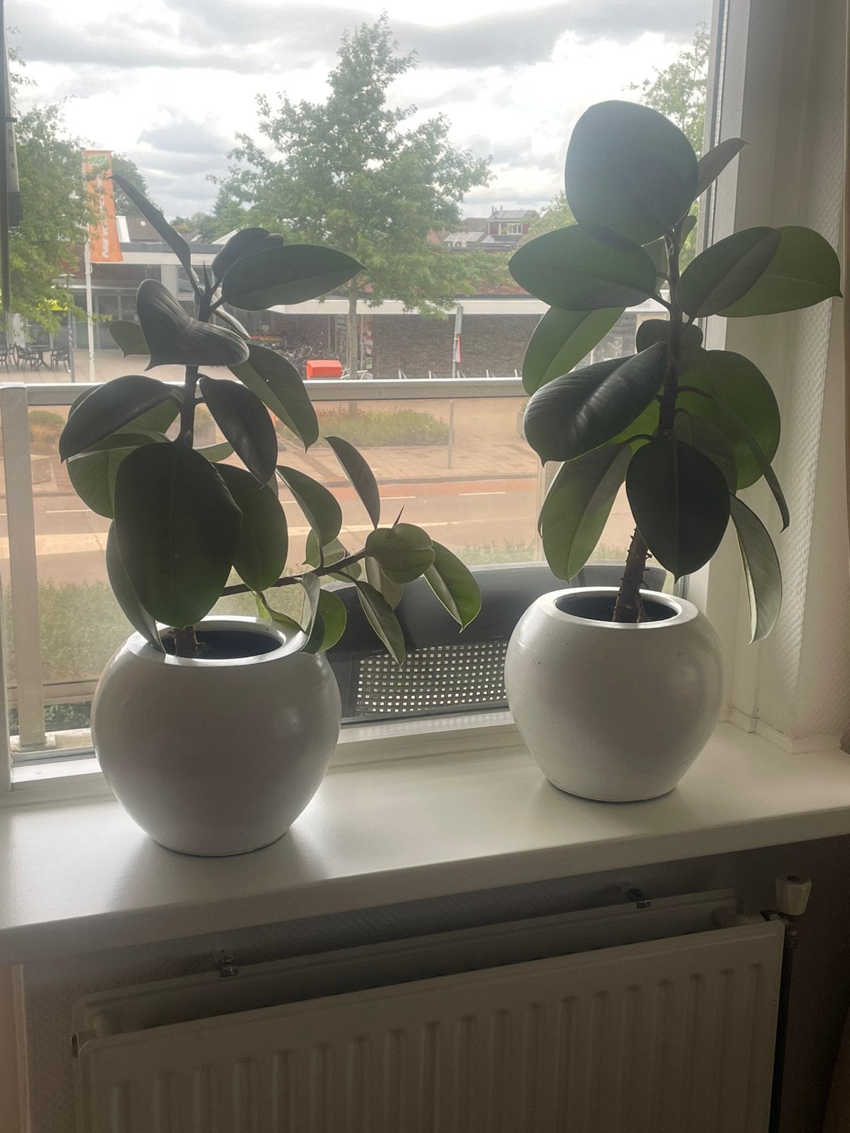 GRATIS af te halen planten in pot!, Ophalen, In pot, Halfschaduw, Minder dan 100 cm