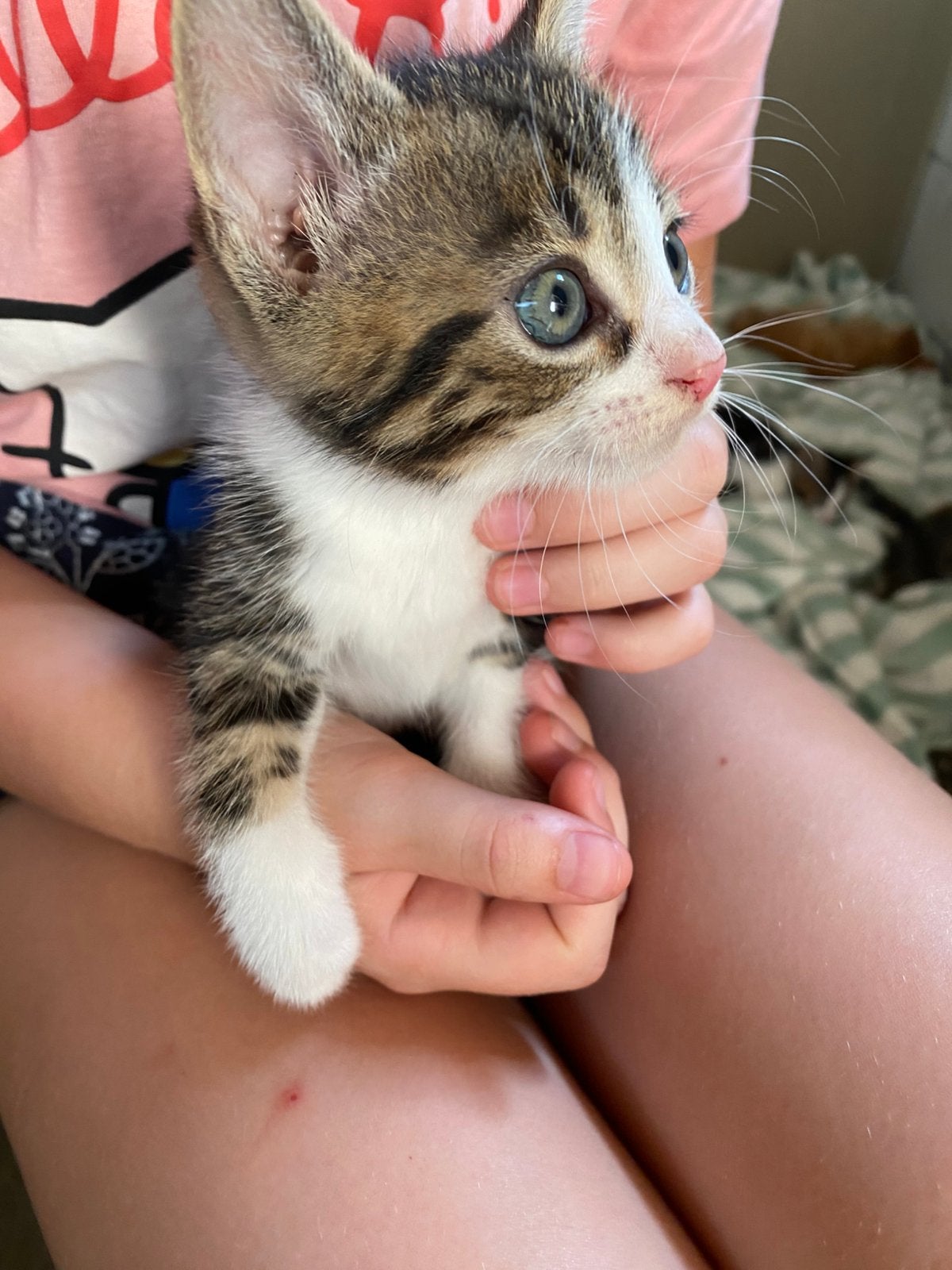 Cyperse kittens, Poes