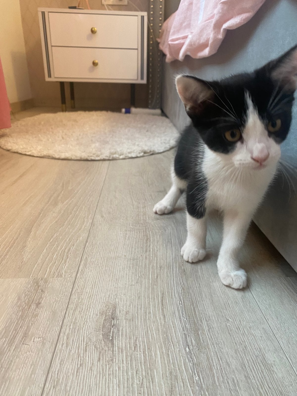 Kitten, Poes