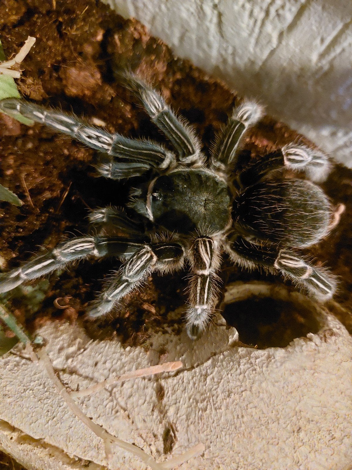 Zebravogelspin/Aphonopelma seemanni plus terarium, Dieren en Toebehoren, Spin of Schorpioen