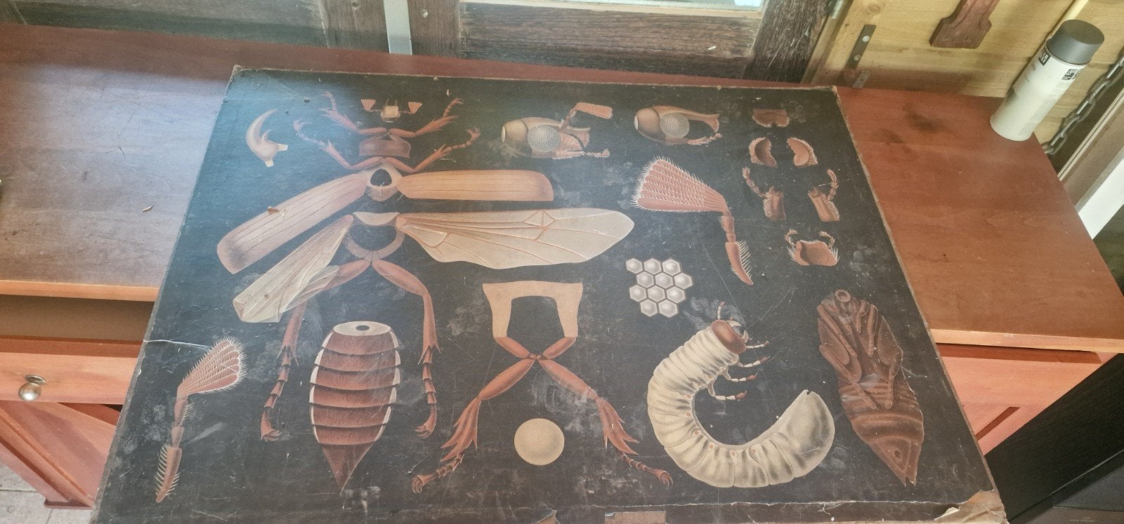 Vintage Biologie Schoolplaat: Insecten Anatomie, Ophalen