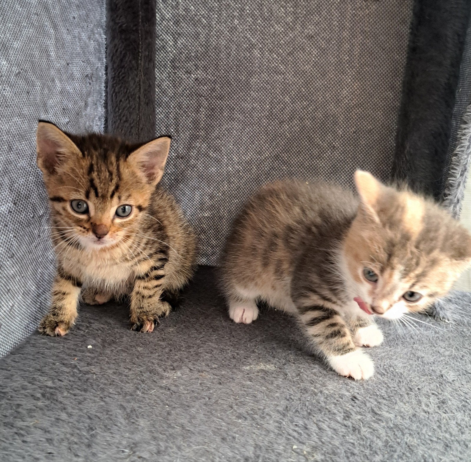 Lieve kittens zoeken liefdevolle huis €100-€300, Dieren en Toebehoren, Katten en Kittens | Raskatten | Korthaar, Meerdere dieren