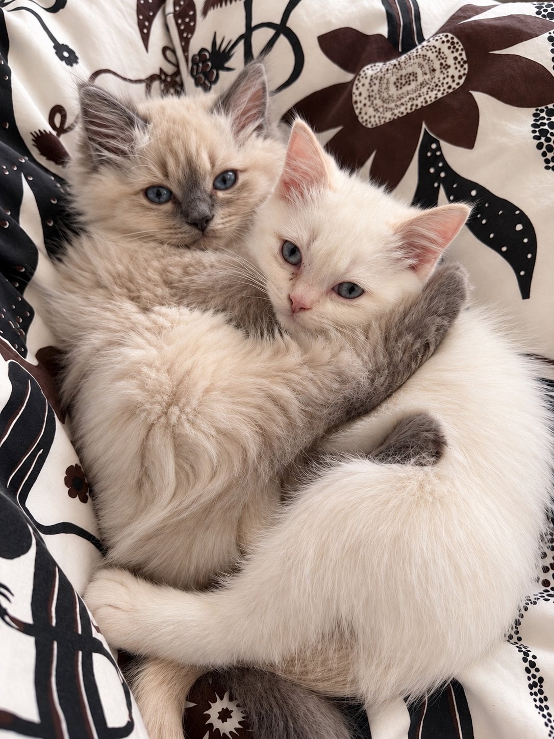 Ragdoll kittens, Dieren en Toebehoren