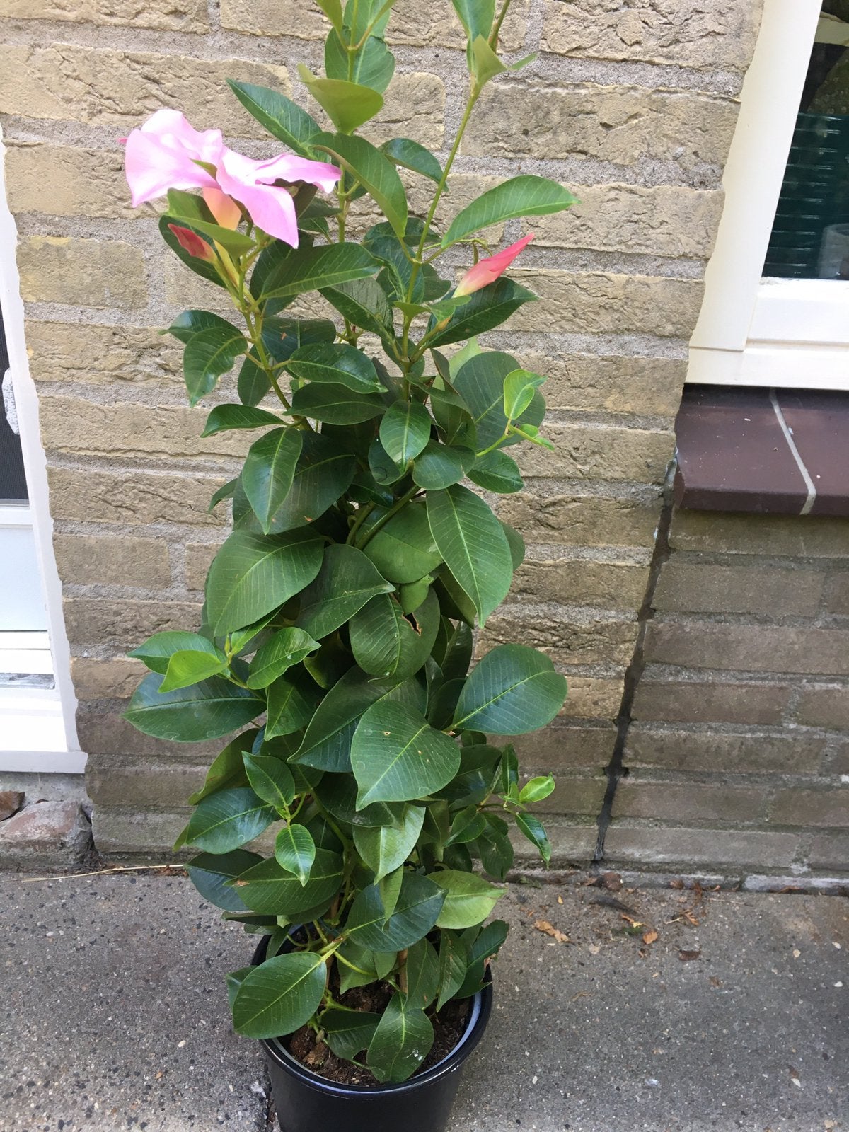 Dipladenia. Mandevilla. Sundaville roze, Ophalen of Verzenden, Eenjarig, Overige soorten, Volle zon