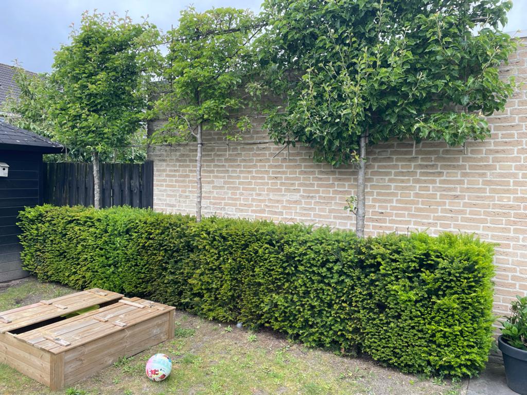 Taxus haag - zelf verwijderen, Ophalen, Taxus, Minder dan 100 cm