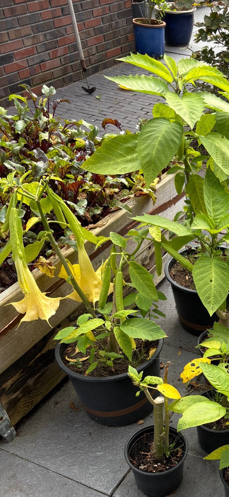 Brugmansia / trompet planten 11 stuks Voor weinig, Ophalen, Overige soorten, Volle zon