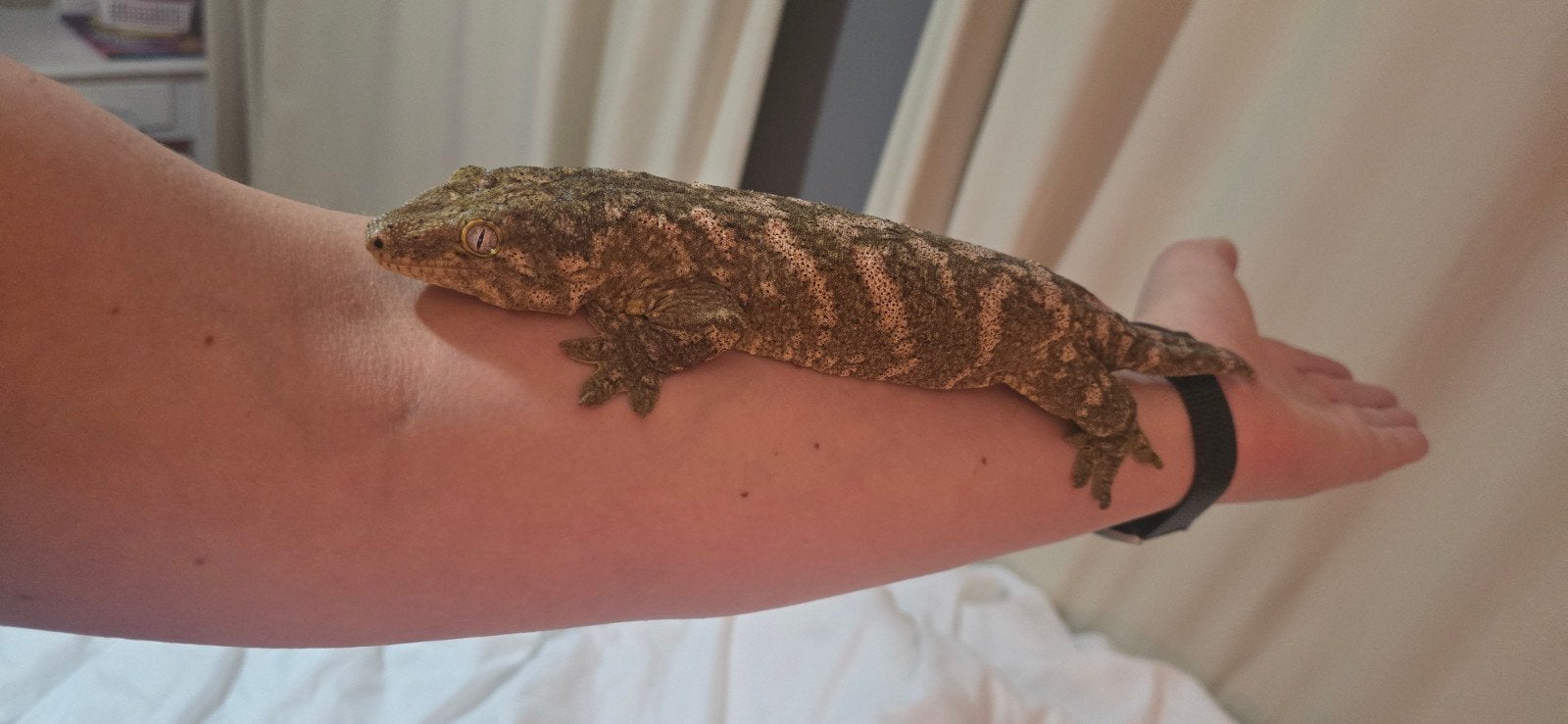 Koppel Rhacodactylus leachianus(nuu ami) icl terrarium, Dieren en Toebehoren