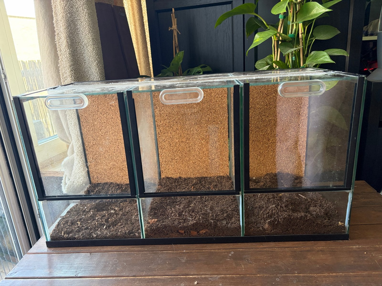 Glazen 3-luik terrarium 60,5x25x31, Dieren en Toebehoren, Reptielen en Amfibieën | Toebehoren, Ophalen, Gebruikt, Terrarium of Paludarium