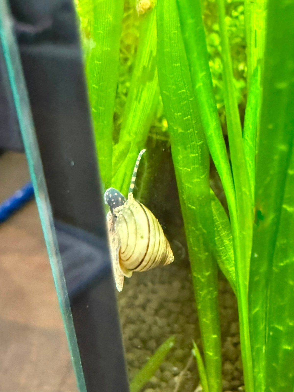 FILOPALUDINA MARTENSI. Wizard slak. € 2,50 per stuk, Dieren en Toebehoren, Vissen | Aquariumvissen, Slak of Weekdier, Zoetwatervis