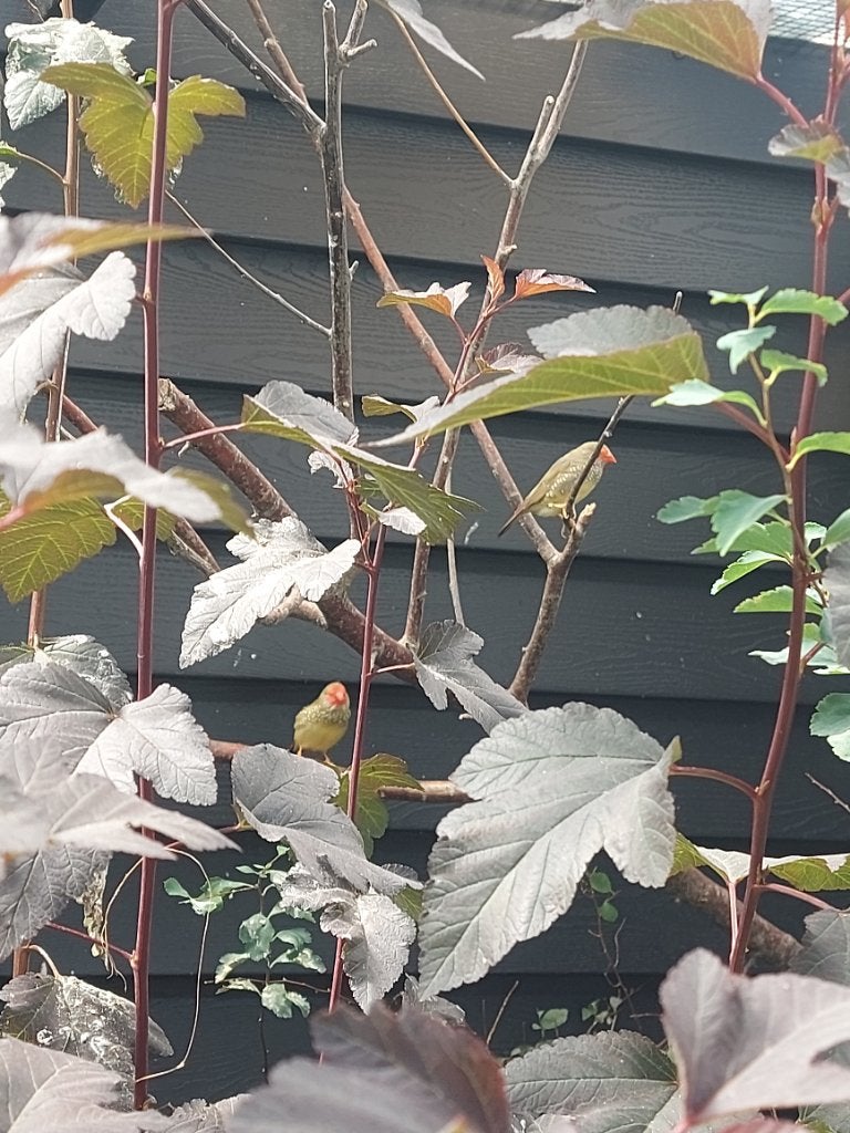 Vogels, Meerdere dieren, Tropenvogel
