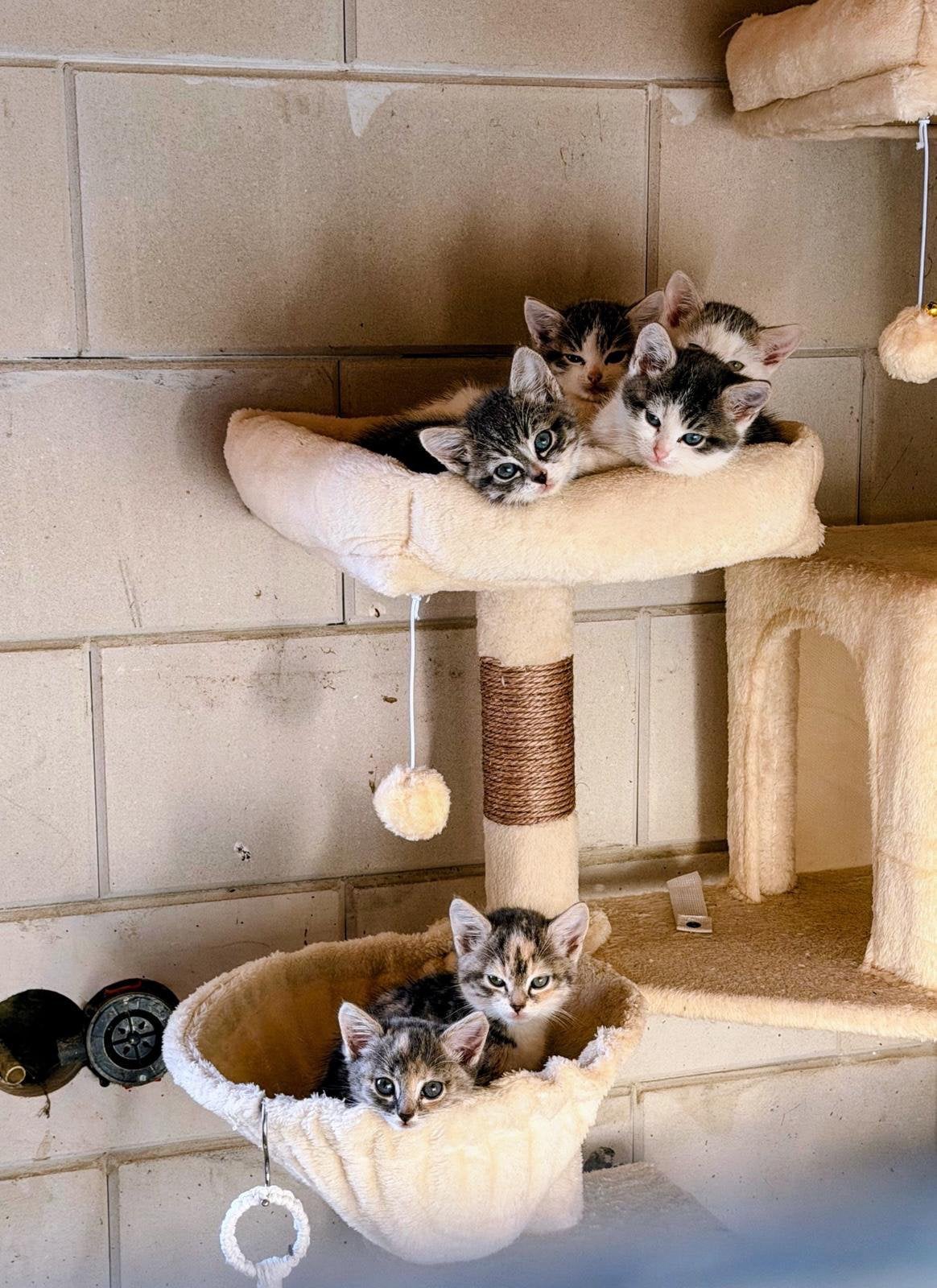 6 lieve (noorse boskat) kruizing kittens, Dieren en Toebehoren, Meerdere dieren, Ontwormd, 0 tot 2 jaar