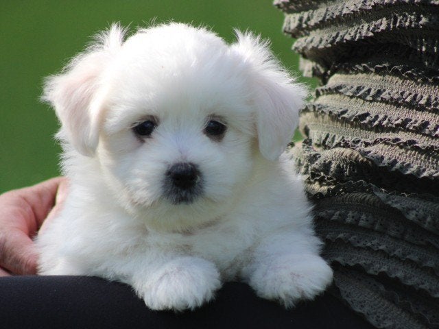 maltezer pups, Dieren en Toebehoren, Maltezer, Nederland, 8 tot 15 weken, CDV (hondenziekte)