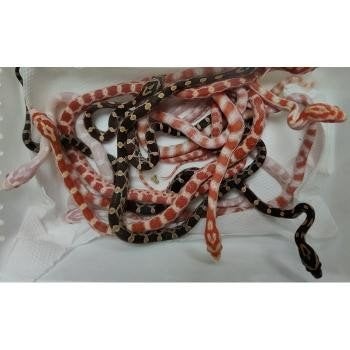 Pantherophis guttata Corn Snake photo 2