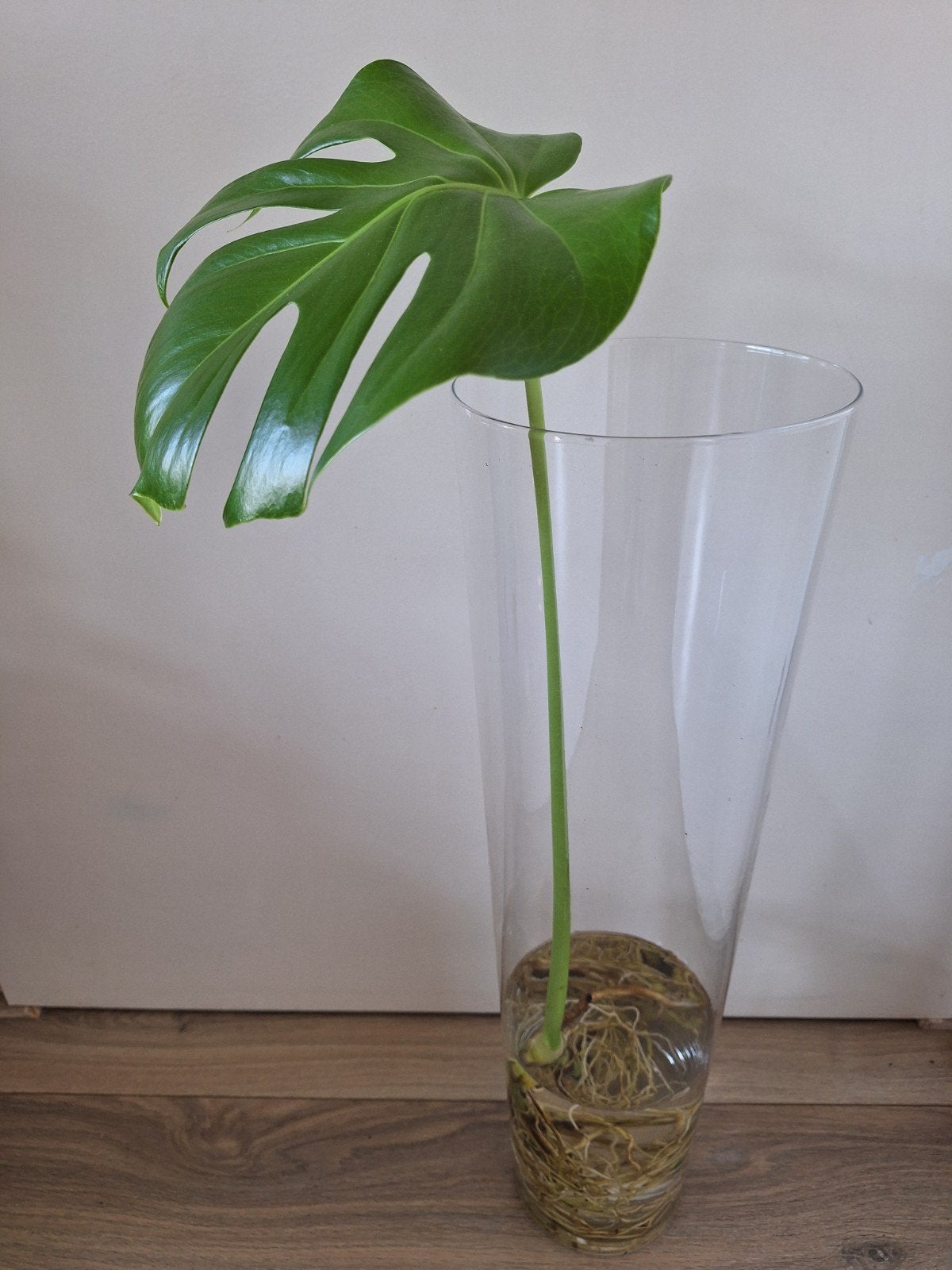 Conische vaas (60 cm) met gratis Monstera stek, Ophalen, Glas, 60 cm