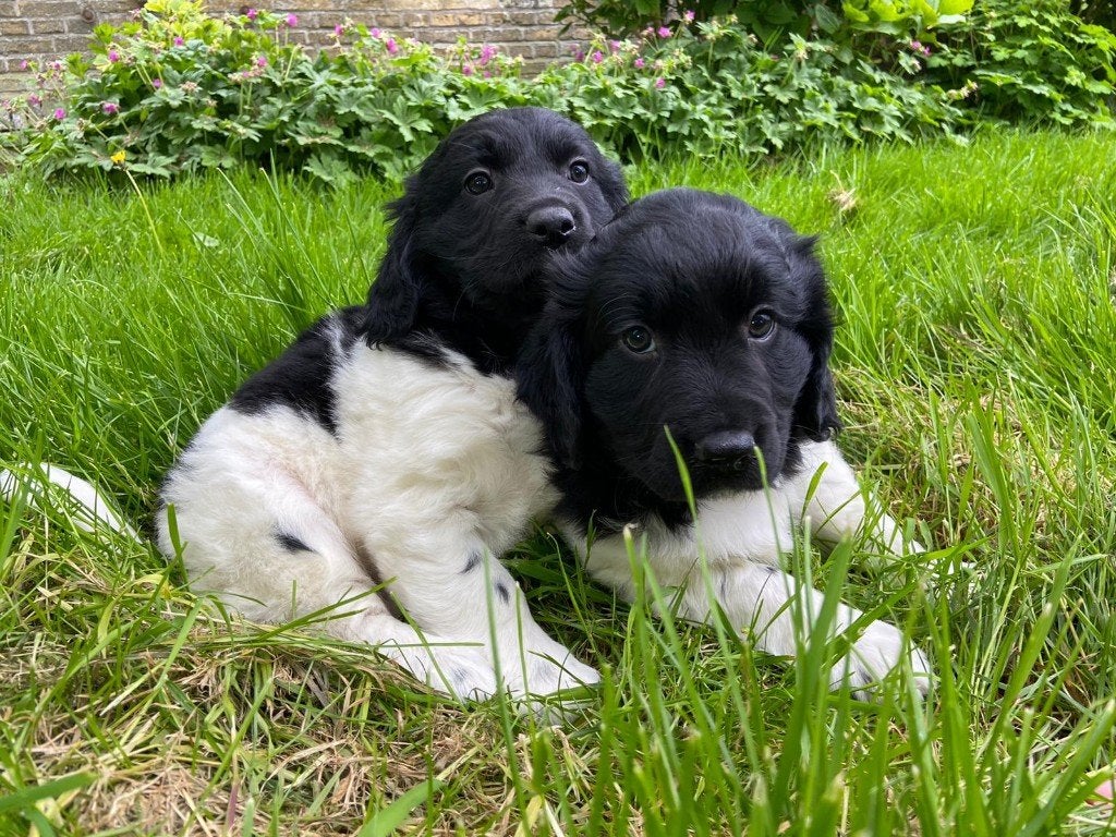 te koop: hele mooie friese stabij pups, Dieren en Toebehoren, Parvo, Overige rassen, 8 tot 15 weken, Meerdere