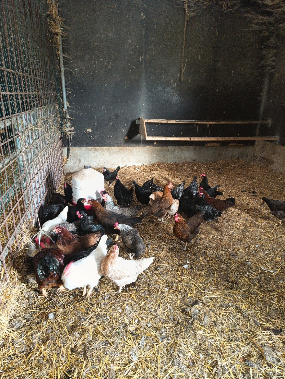 Verschillende kleuren kippen te koop, Dieren en Toebehoren, Meerdere dieren, Kip