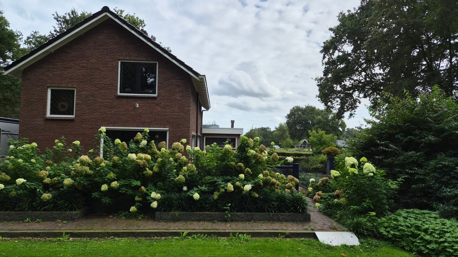 Pluim hortensia's, Vaste plant, Halfschaduw, Zomer, Ophalen