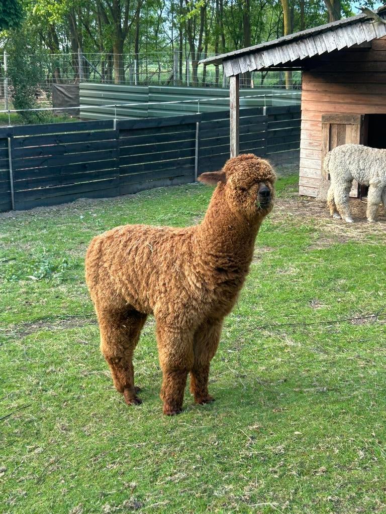 Mooie bruine alpaca hengst veulen, September, Mannelijk