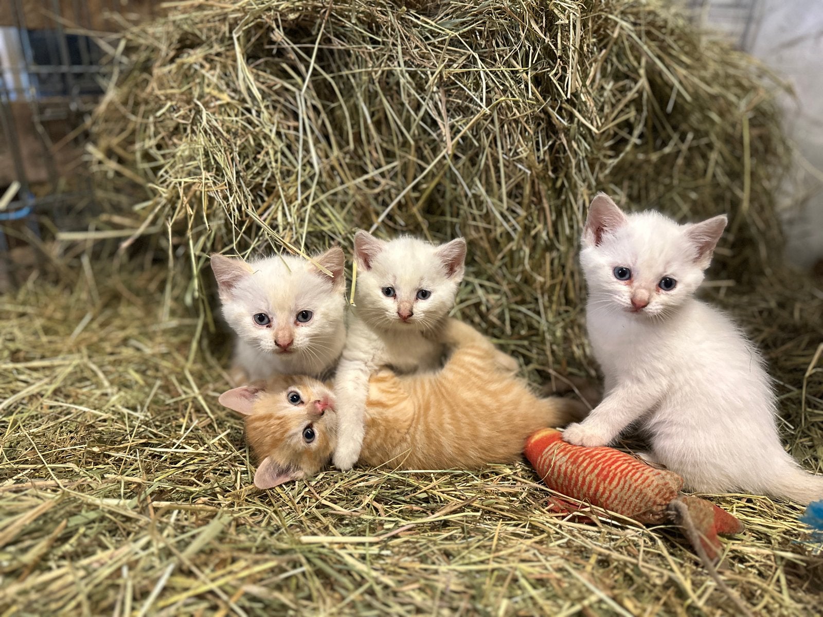 2 lieve witte poesen met vleugje rood, Meerdere dieren, Kortharig, 0 tot 2 jaar