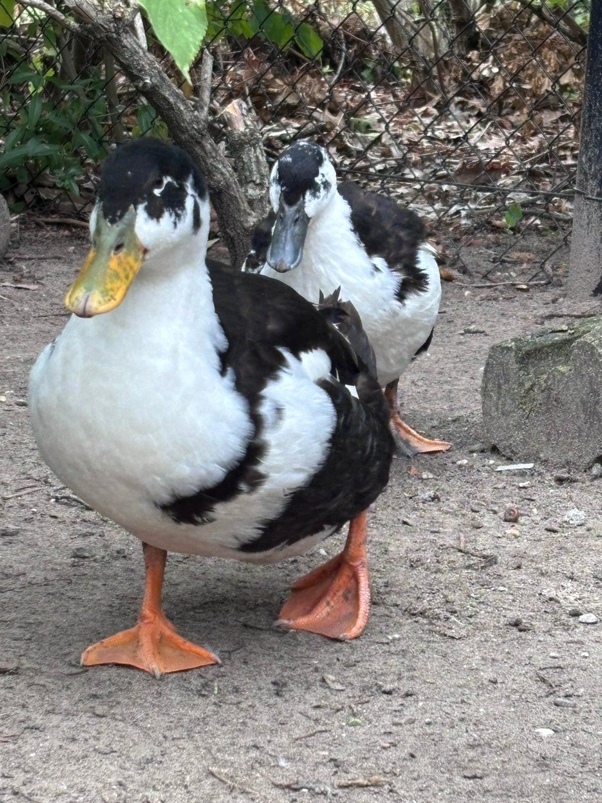 Peking eend vrouw en man, Meerdere dieren, Eend